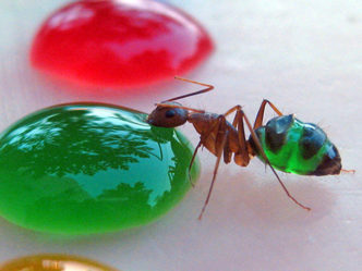 formigas-coloridas-2